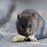 hantavirus la plata